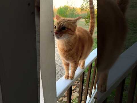 I’ll Love You Forever #catshorts #countrylife #catvideos #orangecat #precious #catlovers #texas