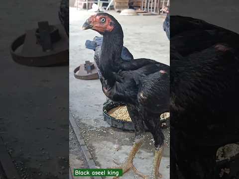 black aseel #aseel #hen #chicks #viral #shorts