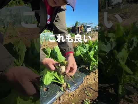 カブの収穫｜糠漬けにする #家庭菜園 ＃カブ　＃収穫