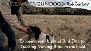 Exposing Your Upland Bird Dog to Moving Birds in the Field - Field Bred English Springer Spaniels