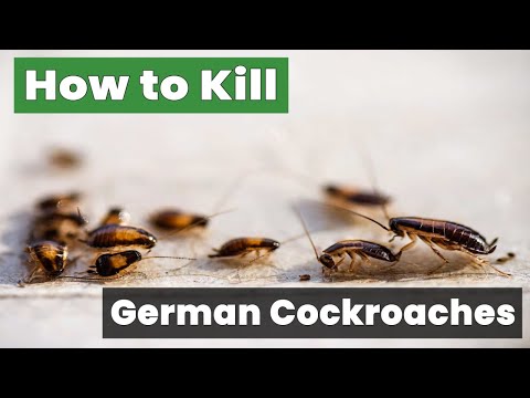 How to Kill German Cockroaches in 3 Simple Steps