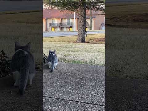 My little lion attempts to catch a squirrel 🐿️ part-1                              #catlover #cats