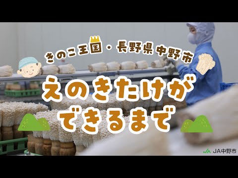 ［工場見学］きのこ王国・中野市のえのきたけができるまで