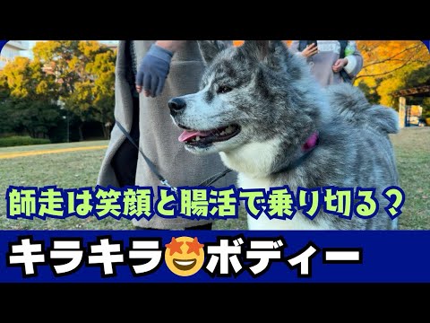 【秋田犬】年末年始も元気で！