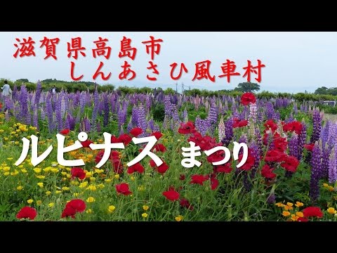 【Kansai Outing Spot】Kansai's largest class !  100,000 lupine fields