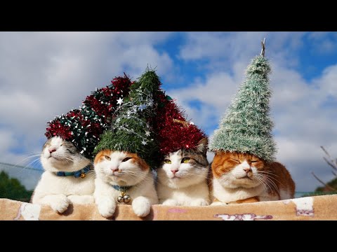 クリスマスツリー帽子　のせ猫　2024　241225