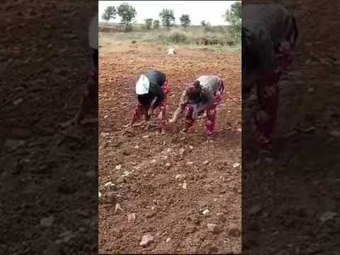 #village #Field work #entertainment song