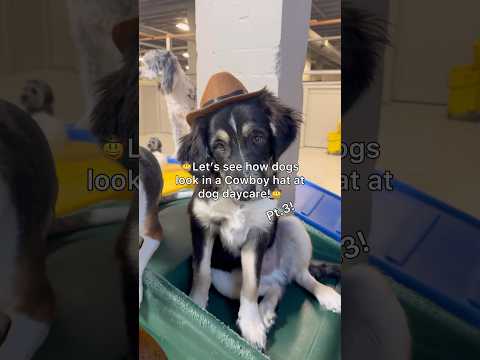 Let’s see how dogs look in a cowboy hat at dog daycare, pt.3! #dogshorts #dogdaycare #doglover