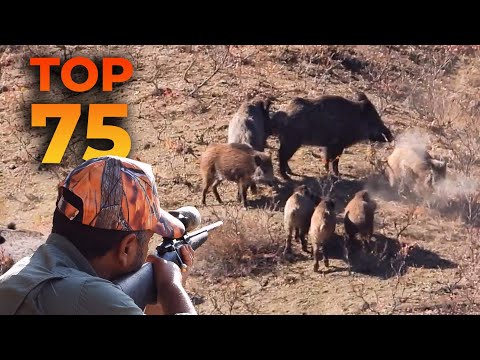 TOP 75 WILD BOAR HUNTS - EN İYİ 75 DOMUZ AVI - CHASSE AU SANGLIER