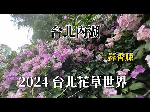 2024花草世界｜台北內湖｜蒜香藤 @ H.Y.