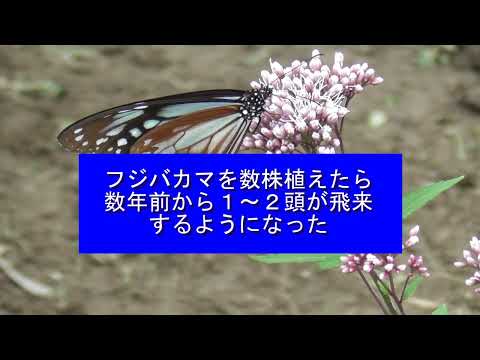 アサギマダラが柳川へ飛来 令和6年10月24日