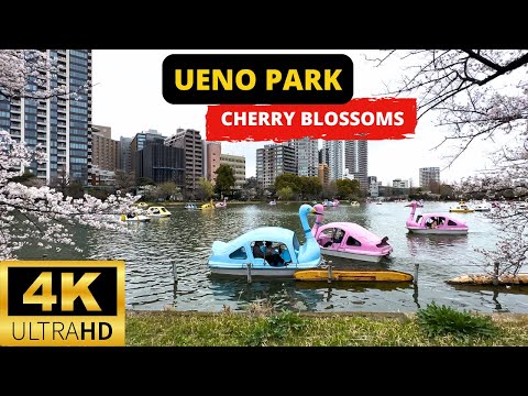 TOKYO, JAPAN 🇯🇵 [4K] Cherry Blossoms in UENO PARK — Walking Tour