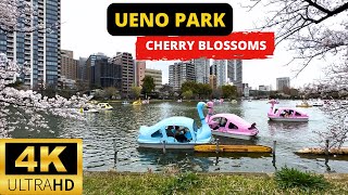 TOKYO, JAPAN 🇯🇵 [4K] Cherry Blossoms in UENO PARK — Walking Tour