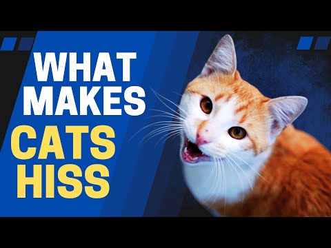 Why Do Cats Hiss? (The Truth No One Shares)