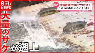 【驚きの声】「過去3本指に入るくらい」大量のサケが遡上  北海道・千歳川