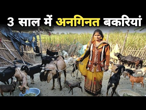 बकरियों की संख्या मालूम नहीं ~ 3 साल पहले शुरू की थी बकरी पालन | Goat farming in hindi