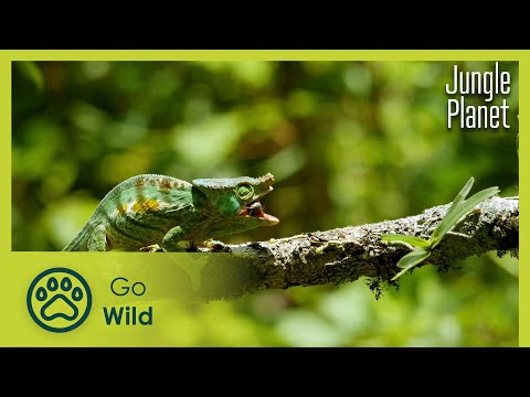 Spectres of the Jungle: Madagascar's Rainforest | Jungle Planet 6/26 | Go Wild