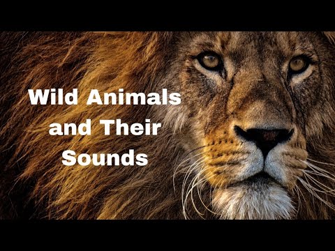 wild animal names with sound #wildanimals #animals #animalssound #wildanimalssounds #animalsnames