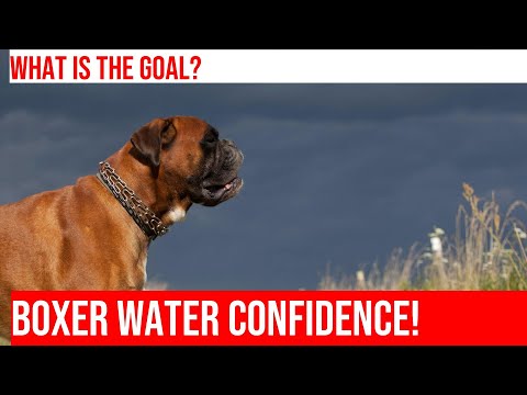 Taming the Fear: Training Boxers to Be Comfortable Around Water