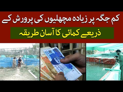 Boost Your Income With Fish Farming in Small Spaces |Small-Space Fish Farming |Peshawar| @TaarMedia