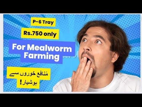 Mealworm Farming Tray | Plastic Tray | Professional Tray | P-6 Tray