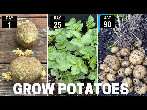 How to grow potatos in bags.