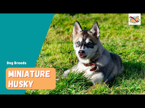 Miniature Husky: Your Guide to The Tinier Version of A Siberian Husky!