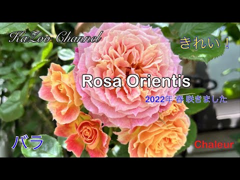 2022年 春 ロサ オリエンティス（Rosa Orientis) バラの紹介