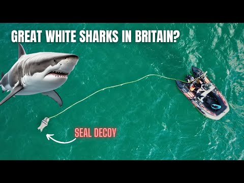 GREAT WHITE SHARKS in BRITAIN? SEAL DECOY First deployment!! 🦈🇬🇧