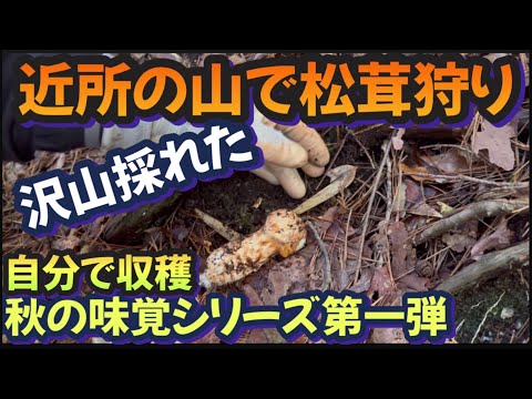 【田舎暮らしの醍醐味】師匠と近所の山へ松茸狩りに行ったら驚きの数が採れました！松茸料理で堪能