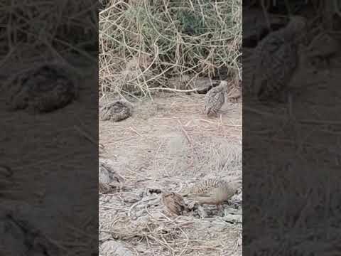 white francolin, jungle and evening.....