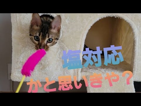 キャットタワーに興味なし！？塩対応なベンガルの子猫