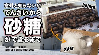 意外と知らない!?てんさいから砂糖ができるまで