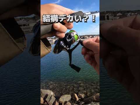 漁港で魚狙ったら結構デカいのが釣れた！#shots