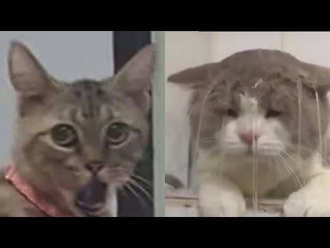 BEST FUNNY MEMES WITH CATS COMPILATION 11