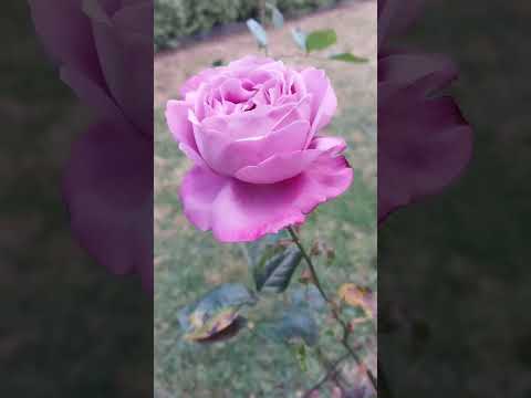 粉红色玫瑰 Pink rose.