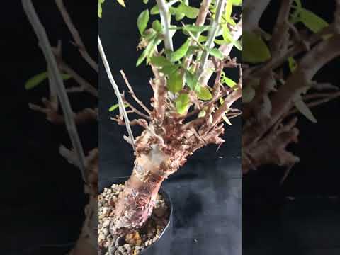 1円～ 最落無し 巨大 発根済み 珍樹 希少 Commiphora africana コミフォラ アフリカーナ ベアルート 1円オク 輸入 塊根