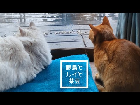 シンクロが凄い！猫2匹でバードウォッチング no111