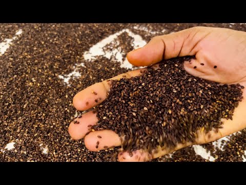 How to clean sesame seeds ? | எள் சுத்தம் செய்வது எப்படி? | SESAME SEED CLEANING