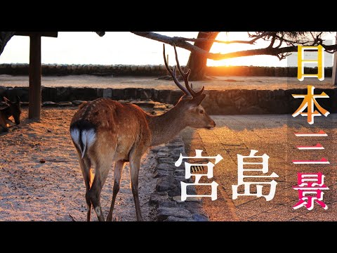 這裏的鹿被認為是神的使者.這裏被譽為日本「國寶之島」.這裏是日本三景之一--宮島!