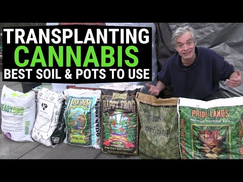 Cannabis Transplanting Demystified: Best Soil & Pots for BIG Plants