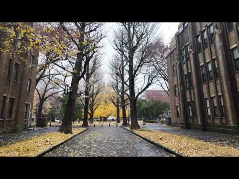 東京大學銀杏大道 2023年末 by DJI OSMO Pocket 3