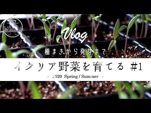 #1 種まきから発芽まで【イタリア野菜を育てる】