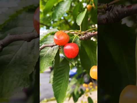 🍒Let’s pluck Fresh cherries 🍒#shortsfeed #shortsviral #canadalife #trending #cherrypicking