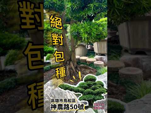 你的店樹｜企業象徵｜日本羅漢松 #台灣銘園 #台灣銘園園藝事業有限公司 #園藝