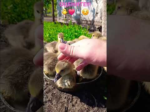 😁ПРИНЁС ГУСЯМ ВОДЫ🪿 А ОНИ ТУДА ЗАЛЕЗЛИ - КУПАТЬСЯ! 🐥❤️