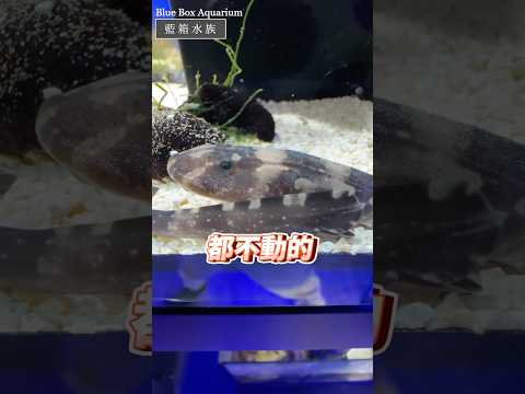 【藍箱水族】鯊魚寶寶孵化啦！一口氣跑出4隻可愛狗鯊魚~