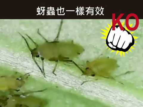 創森生技實驗室 - 二點葉螨 / 紅蜘蛛 / Tetranychus urticae - TEL: 02-26091602