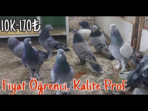 Fiyat Öğrenci, Kalite Prof, Oyun Kuşu.