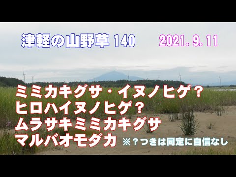 津軽の山野草140(ﾐﾐｶｷｸﾞｻ・ｲﾇﾉﾋｹﾞ？・ﾋﾛﾊｲﾇﾉﾋｹﾞ？ﾑﾗｻｷﾐﾐｶｷｸﾞｻ・ﾏﾙﾊﾞｵﾓﾀﾞｶ)